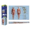 Bismark Poster Cuerpo Humano 70 x 100 cm Bismark Poster Cuerpo Humano 70 x 100 cm
